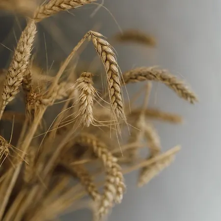 Villa Dobre Historie