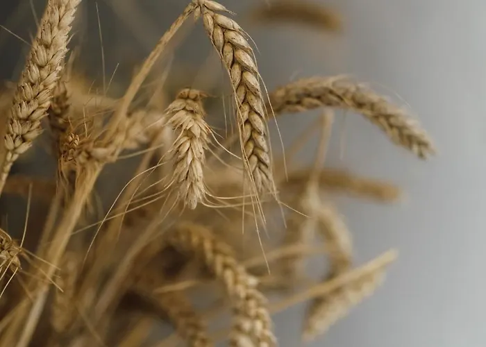 Villa Dobre Historie